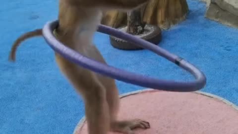Watch the monkey's beautiful dance in this funny video