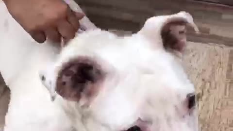 Cãozinho pra adoção