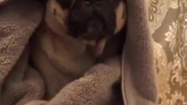 Cute Dogs Video