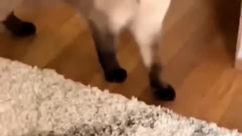 Wait 😳, Cats can talk too 🧐😂⁉️⁉️