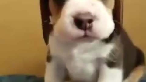 Amazing dogs 🐶 trending video