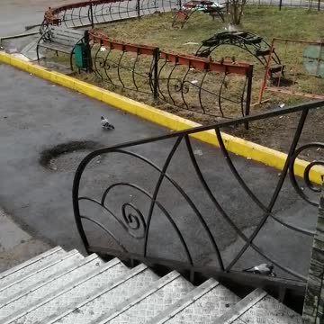 Pigeons walk with sparrows.