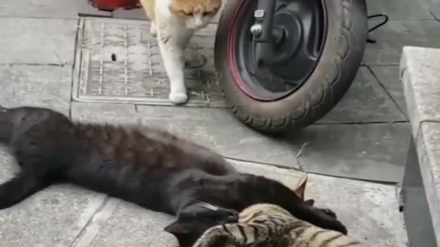 Funny Cats