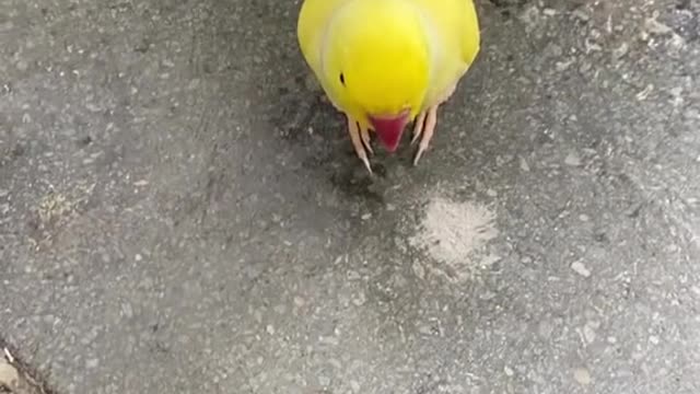 Stella molted all of his long tail feathers 🍋