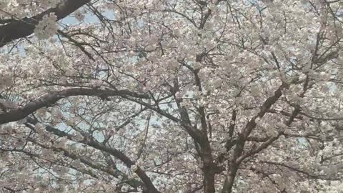 Queen of spring cherry blossoms