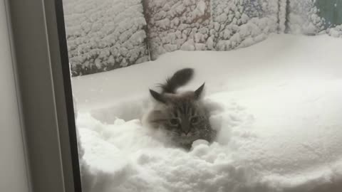 Siberian cat falls in the snow, slow-motion