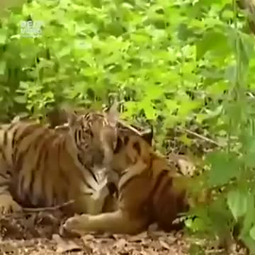 Gibbons like to live dangerously