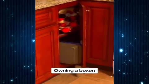 Funny 🤣 Animal videos