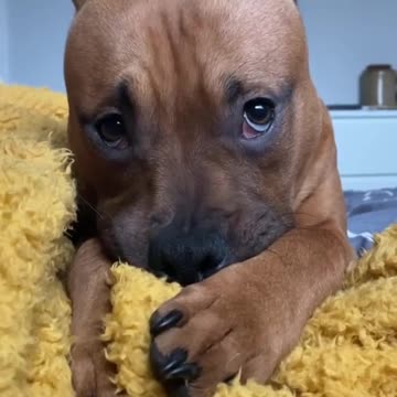 Cute puppy with unique skills to read and understand by heart