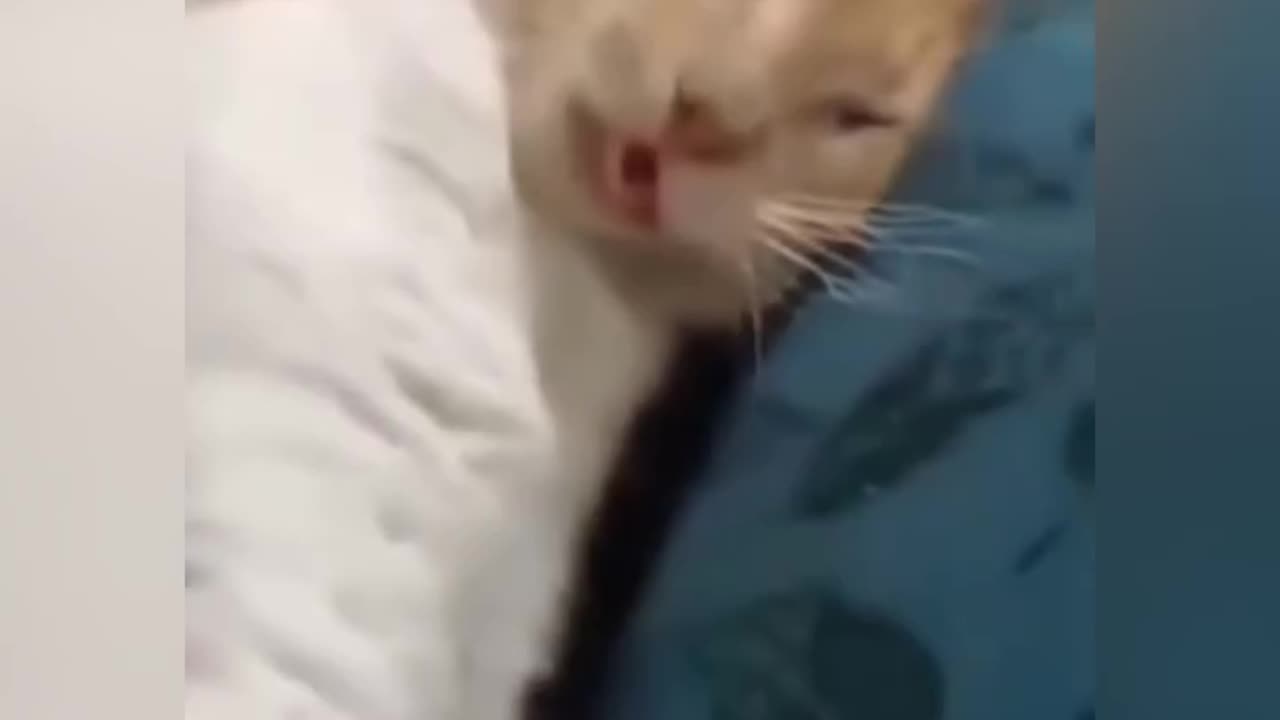 Funny Cats Compilation