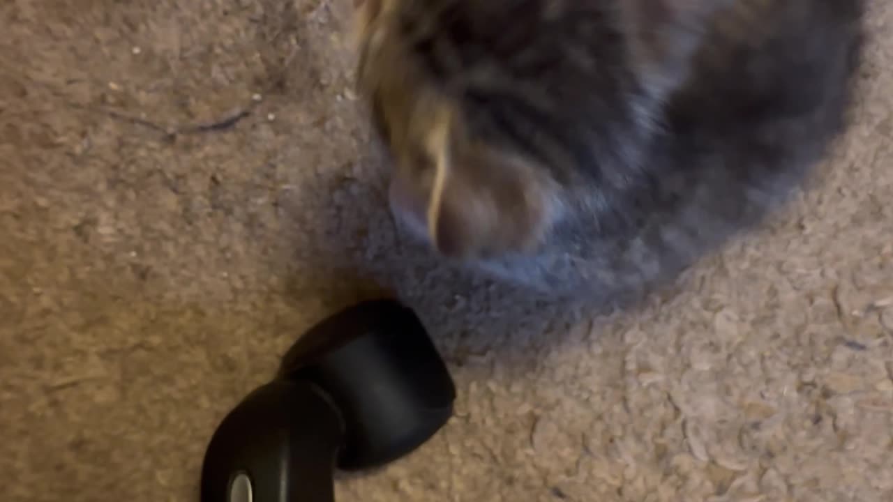 Standing Kitten Loses His Balance