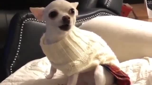 Angry Cute Dog Funny Video