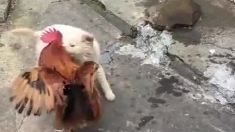 Chicken VS dog fight funny dog fight