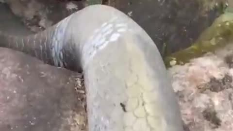 the largest cobra