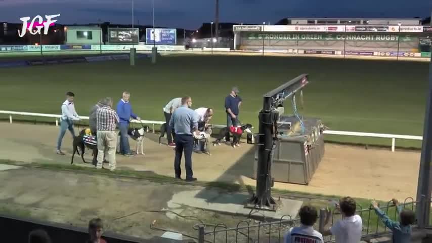 Irish Greyhound reching -Track Race