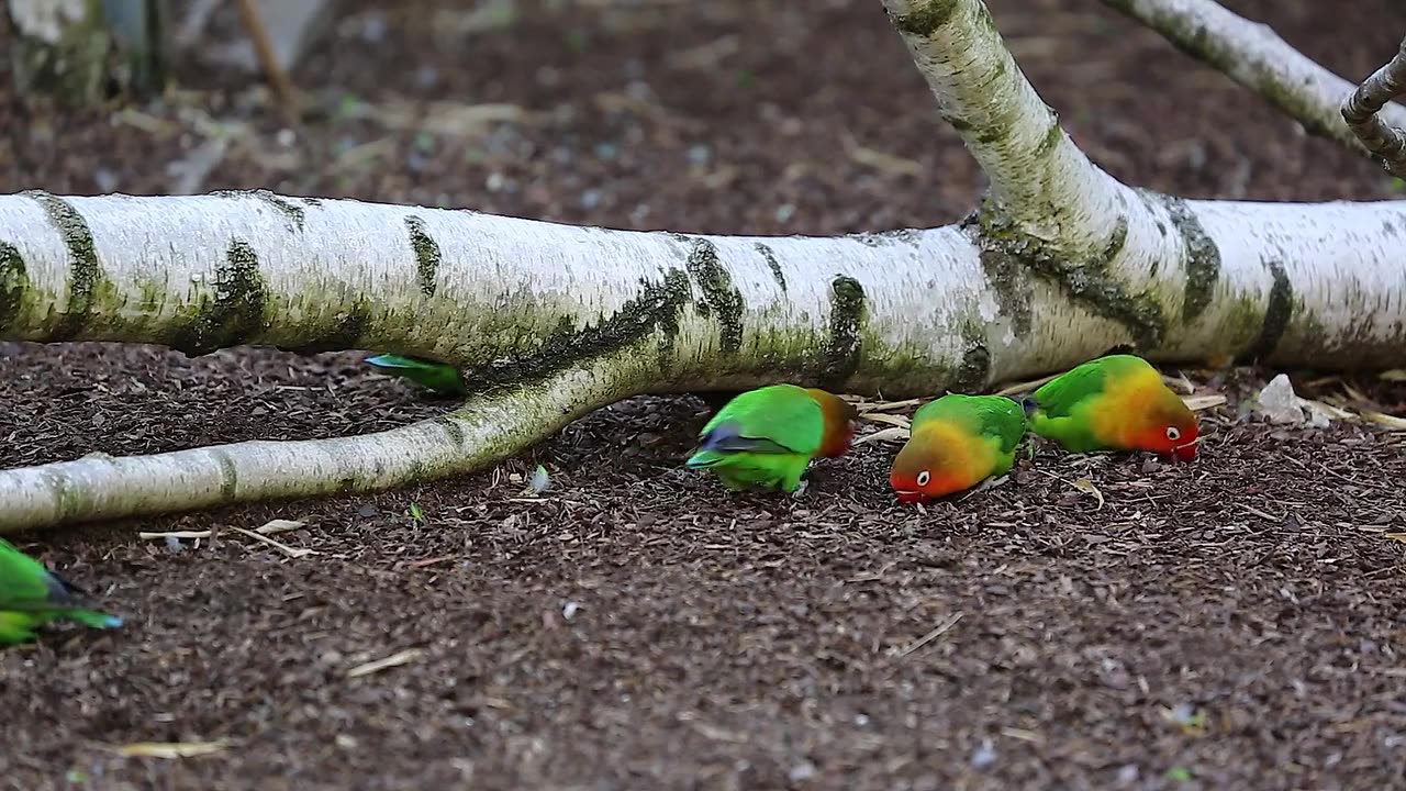 Beautiful birds