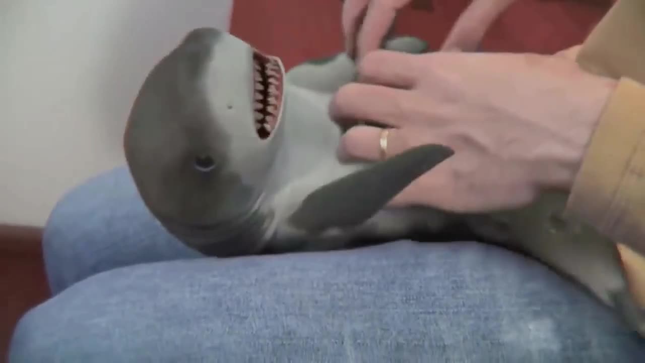 Baby shark playing at tickling part 1, very funny!!! 🤣🤣🤣