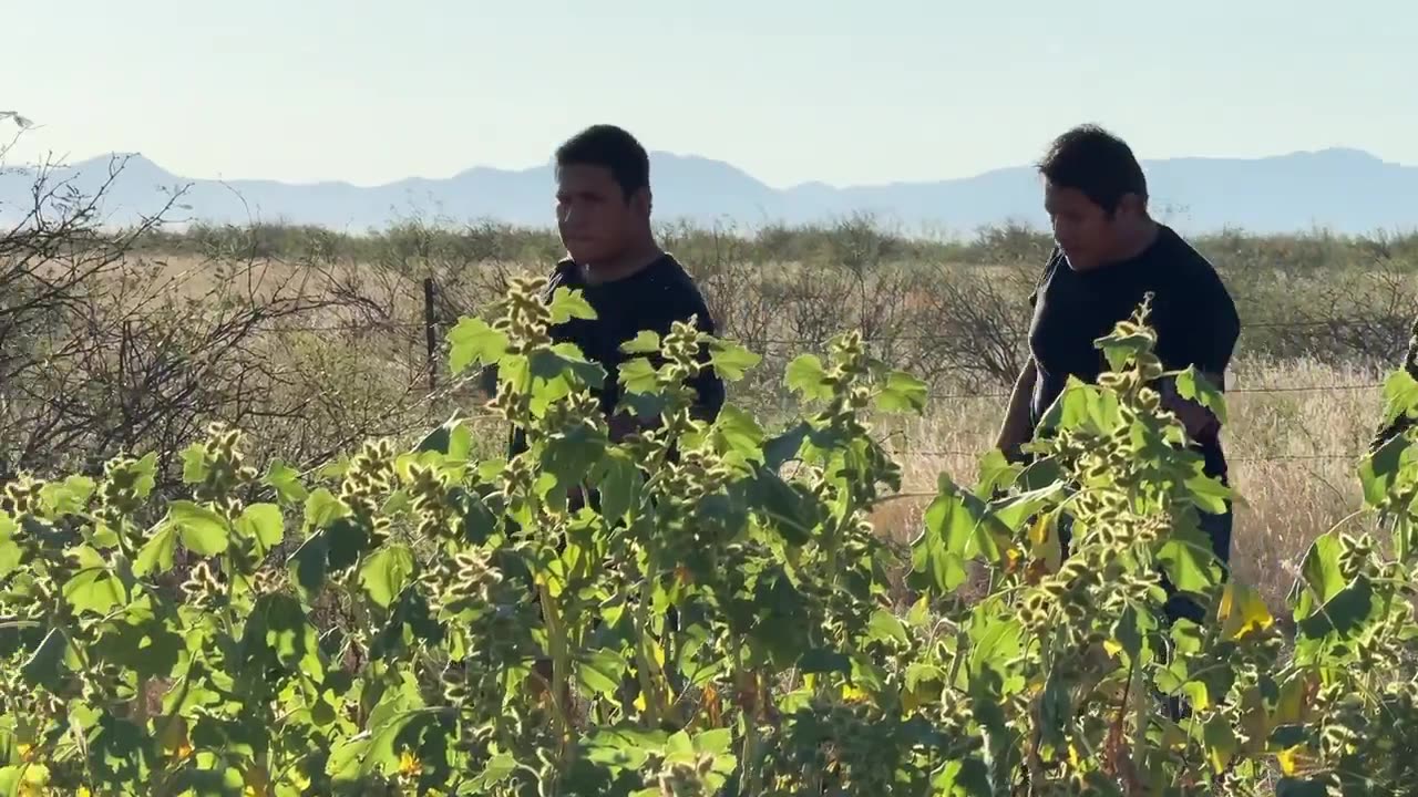 Border Patrol pulls 2 illegal immigrants from the brush less than