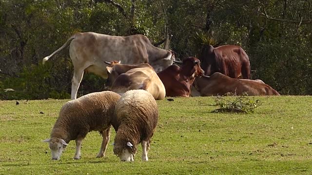 Farm animals in nature