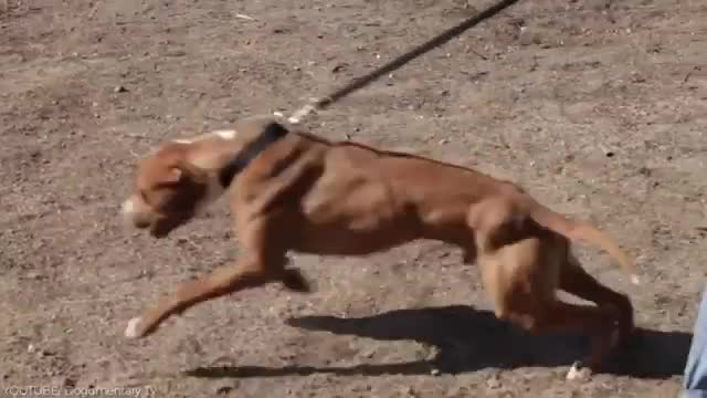 Dangerous American Pitbull Terrier-2nd worlds Top Aggressive Dog