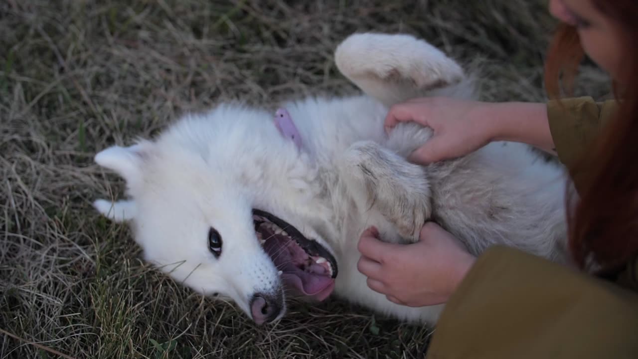 littile puppy loves like mother