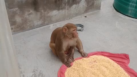 Monkey urad ki dal khata huva 😱😱😱😱