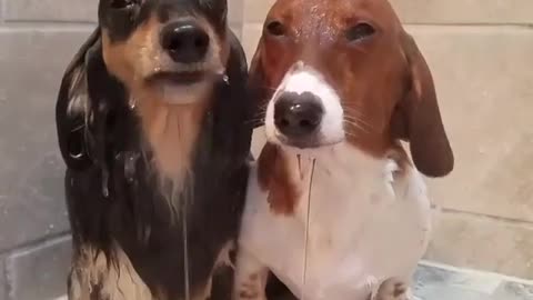 Puppy in the bath