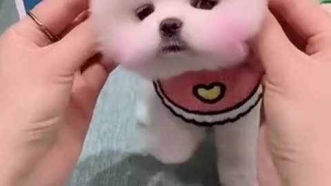 Cute Dogs and Puppies doing funny things