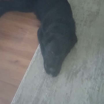 My dog enjoying his Treat..