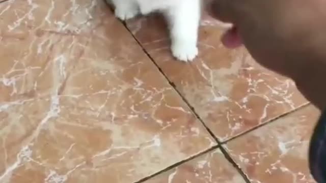 Cute dog is playing with the owner