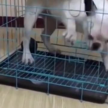 Adorably Cute Kittens & Pups 2021 (1)