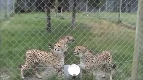 Funny video: cheetahs meowing!