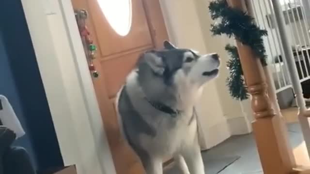 Husky wants out for a walk