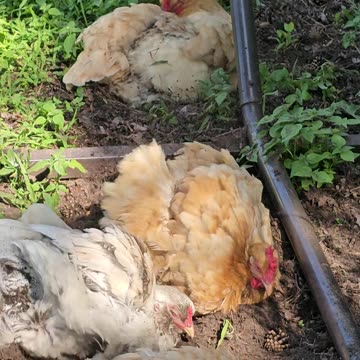 OMC! Cuteness overload - Chickens know how to relax! - Chicken nap during dirt bath! #dirty #shorts