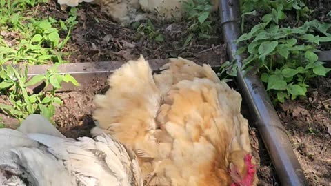 OMC! Cuteness overload - Chickens know how to relax! - Chicken nap during dirt bath! #dirty #shorts