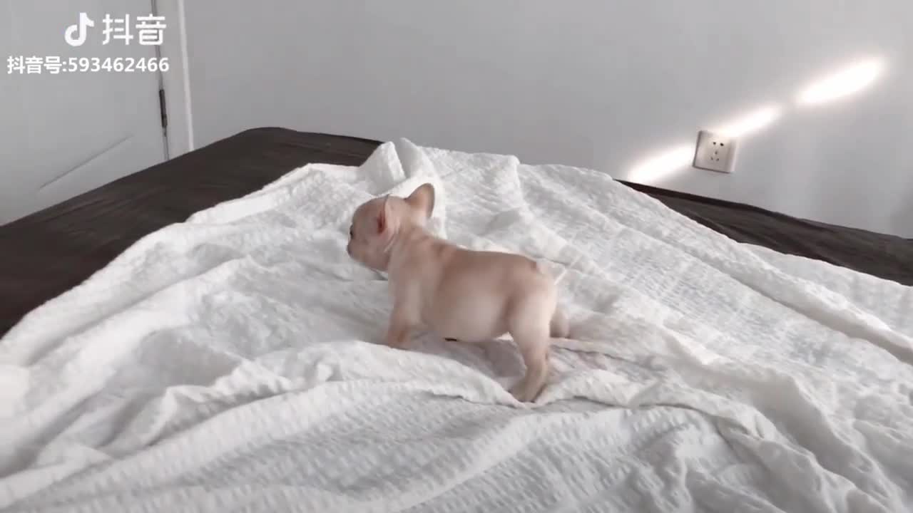 Tik Tok Puppies-Very Cute