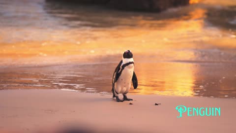 Penguin Parade: Watch These Adorable Penguins Waddle in Sync!