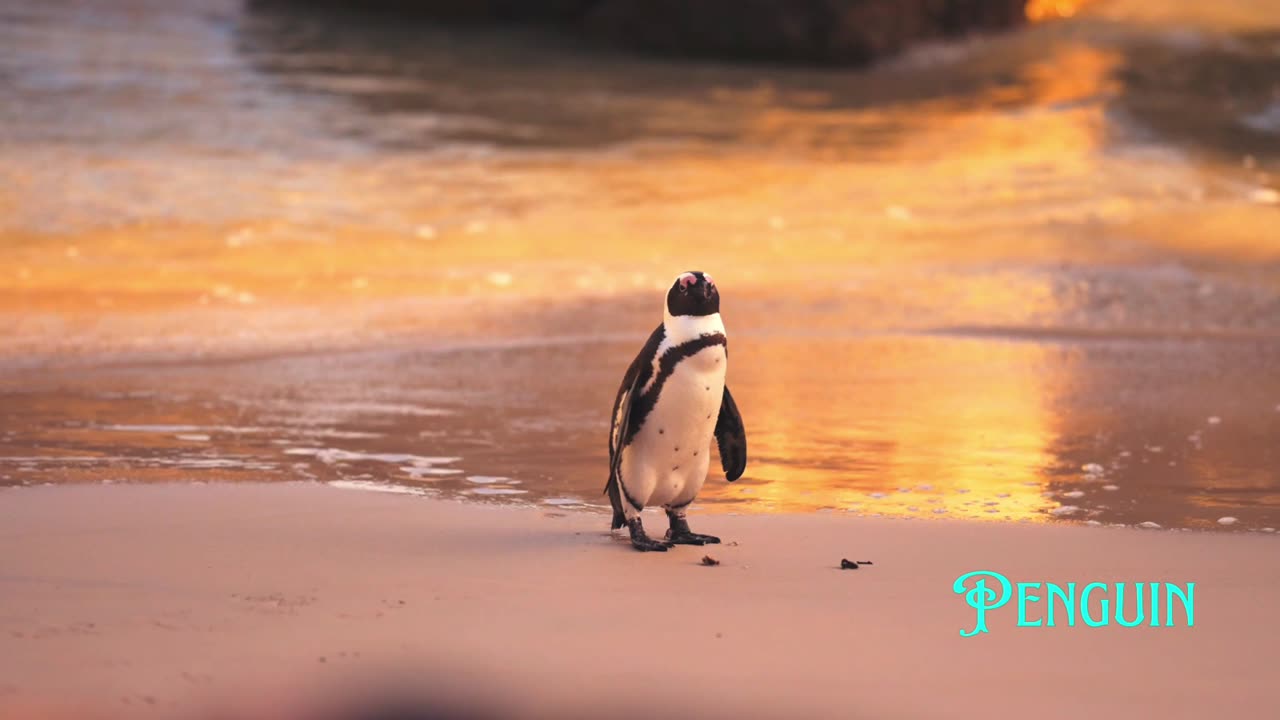 Penguin Parade: Watch These Adorable Penguins Waddle in Sync!