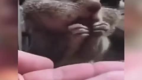 How many nuts can fit in this Squirrel mouth