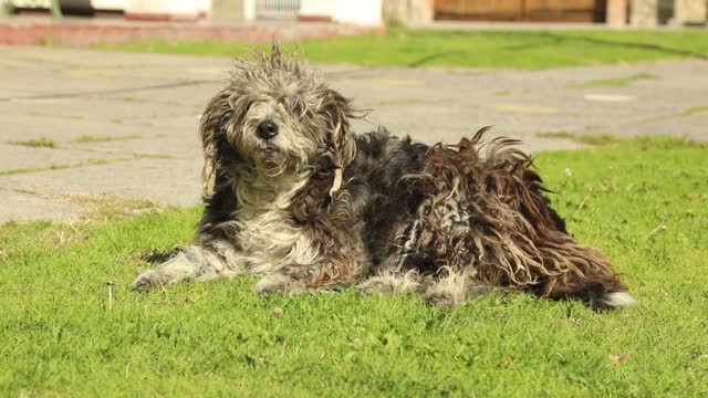 Nice dog wants to sleep on grass