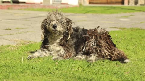 Nice dog wants to sleep on grass