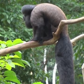 the beauty of the cuxiú monkey - Amazon, Brazil