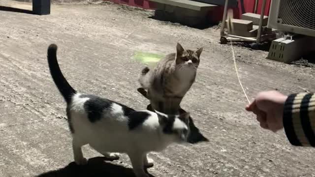 Play with grass and there are many street cat!
