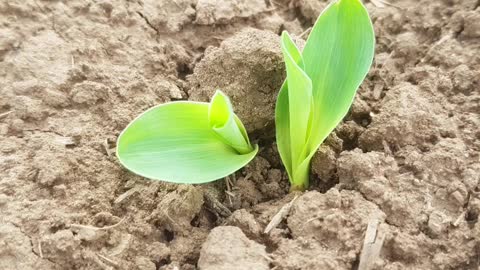 Corn germination