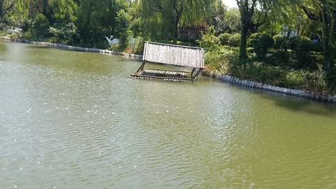 The house on the lake