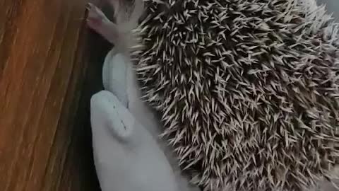 A cute hedgehog is still cautious on my hands