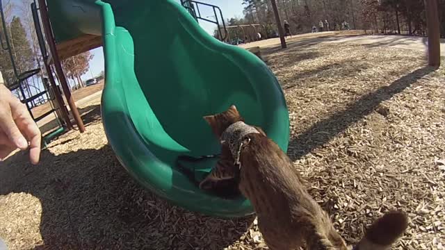 Cat plays in children's park