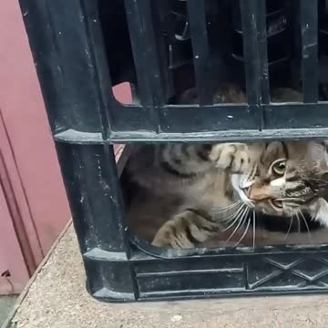 The cat attacks from cover