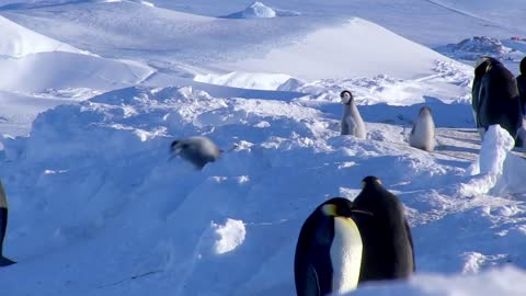 Cute and funny penguin videos