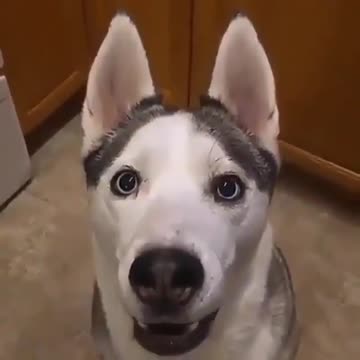 Husky dog ​​playing with his owner and imitating what he says in a funny way